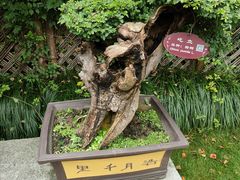 -上海醉白池公园