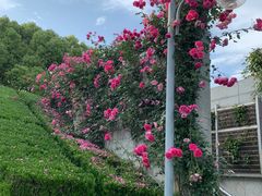 -上海科技馆(地铁站)