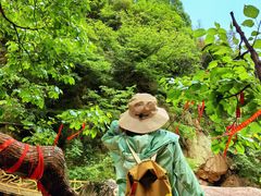 -洛阳白云山景区