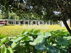 -洪湖家庭农场·团建·露营·会议