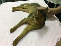 -瑞鹏宠物医院·骨科·猫科·内科(第一中心)
