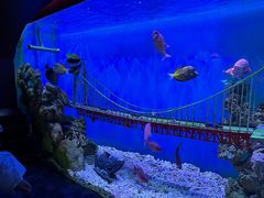 -太平洋海底世界