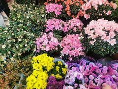 -双季花艺园艺市场(浦东店)