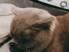 -纳吉亚猫专科动物医院·北北分院