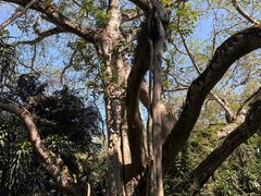 -瑞丽独树成林风景区