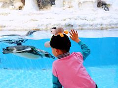 -帝企鹅自助餐厅•儿童岛•真企鹅(长隆企鹅酒店)