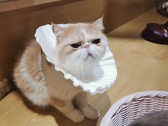-滚猫咖啡·猫咖·猫友好撸猫(未来城店)