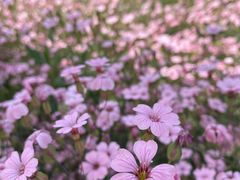 -花开海上生态园