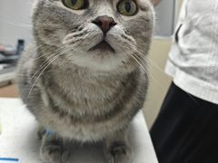 -宠颐生宠物医院·异宠猫科内科·诊疗中心宠巢店