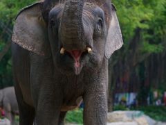 -广州长隆野生动物世界