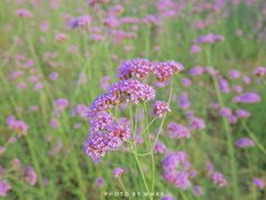 -杭州城北体育公园