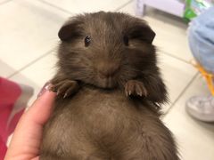 -钓仓鼠(洋桥北里小区店)