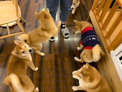 -豆柴町-柴犬主题狗咖(红鼎国际C座店)