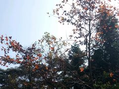 -广州市石门国家森林公园
