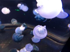 -芜湖新华联大白鲸海洋公园