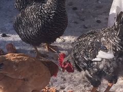 iphone_upload_pic-郭记原生态烤羊腿(长宁路店)