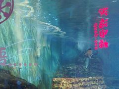 -烟台海昌鲸鲨海洋公园