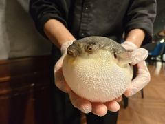 -肆月河豚·新淮扬(金融街店)