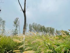 -东郊湿地公园