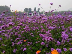 android_upload_pic-北京东方普罗旺斯薰衣草庄园