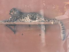 -青藏高原野生动物园