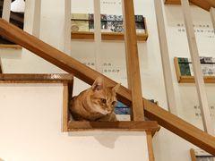 -猫的天空之城概念书店(苏州平江店)
