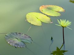 -国家植物园南园