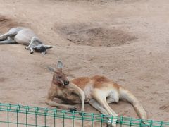 -石家庄市动物园