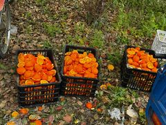 -上海佘山国家森林公园天马山园