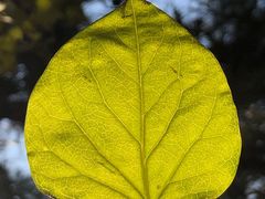 -素心小筑(后沙裕镇店)