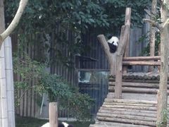 -成都大熊猫繁育研究基地