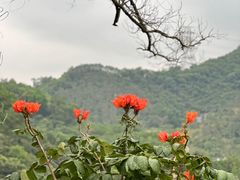 -深圳仙湖植物园