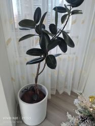 -HEYAN荷妍专业脱毛连锁机构