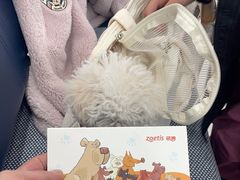 -派美特宠物医院·核磁CT·骨科肿瘤·疑难转诊(沈农禾丰店)