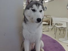 -怪兽屋·羊驼·猫咖·狗咖(俊华广场店)