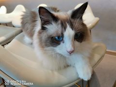 -飞行喵MR PILOT|猫舍·猫咖(静安大融城店)