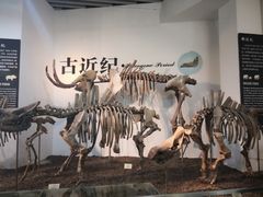-烟台自然博物馆