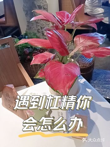 #0元玩转这座城 #0元探店免单进行时  