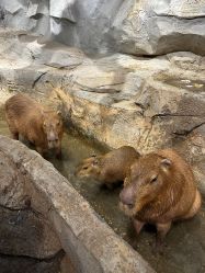 -Zoolung Zoolung动物主题公园(海信广场店)