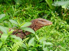 -海南热带野生动植物园