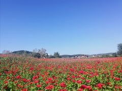 -莲花山花海