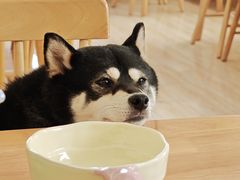 -柴の食堂·日式家庭料理·熊之肆(大学路店)