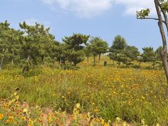 -小麦岛公园