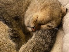 -遇见羊驼·奶狗咖·布偶猫咖·法斗柯基柴犬阿拉斯加(春熙路太古里IFS店)
