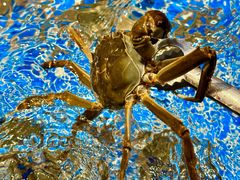 -焰江山海鲜牛排烤肉自助(锦华万达二星店)