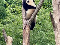 -卧龙中华大熊猫苑神树坪基地