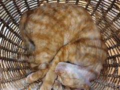 -藏猫猫咖啡主题馆(中央大道店)