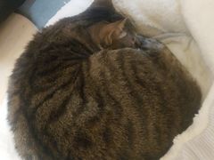 -滚猫咖啡·猫咖·猫友好撸猫(未来城店)