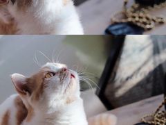 -猫小院猫主题咖啡厅(北锣店)