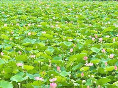 -荔湾湖公园